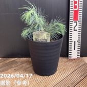 観音竹 白雪の宝 4号｜観葉10-TU | 観葉・多肉 | 赤塚植物園オンライン