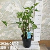 カラテア メダリオン 7号｜観葉04-PA | 観葉・多肉,カラテア | 赤塚