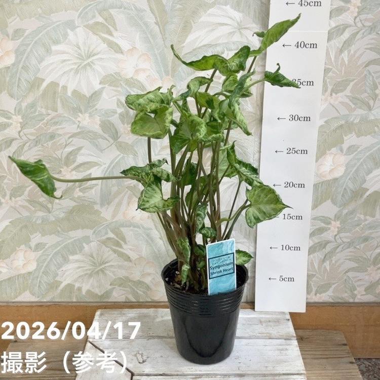 シンゴニウム シュリンクハート 3.5号｜観葉04-PA