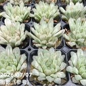 決算P5倍！10%OFF！8/2まで】ユッカ 5号 デスメティアーナ（Yucca