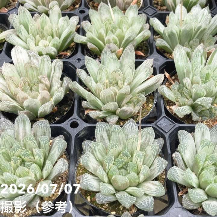 決算P5倍！10%OFF！8/2まで】ハオルチア オブツーサ 斑入り 2.5号 2鉢