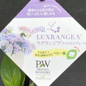 PW セダム モコランド シルバーチェリー 11cmロングポット×2鉢セット