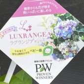 【花苗】5号大苗 PW 正規品 ラグランジア クリスタルヴェール2　現品発送　④ 楽天市場】ラグランジア クリスタルヴェール2 5号 【2026年4月入荷