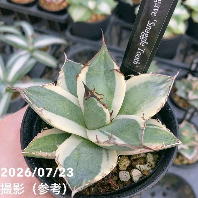 観葉・多肉,アガベの購入なら赤塚植物園オンライン 花の音｜花苗