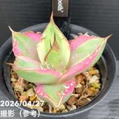 お買い得一点物咲き進み株】加藤農園 クリスマスローズ アフロディーテ