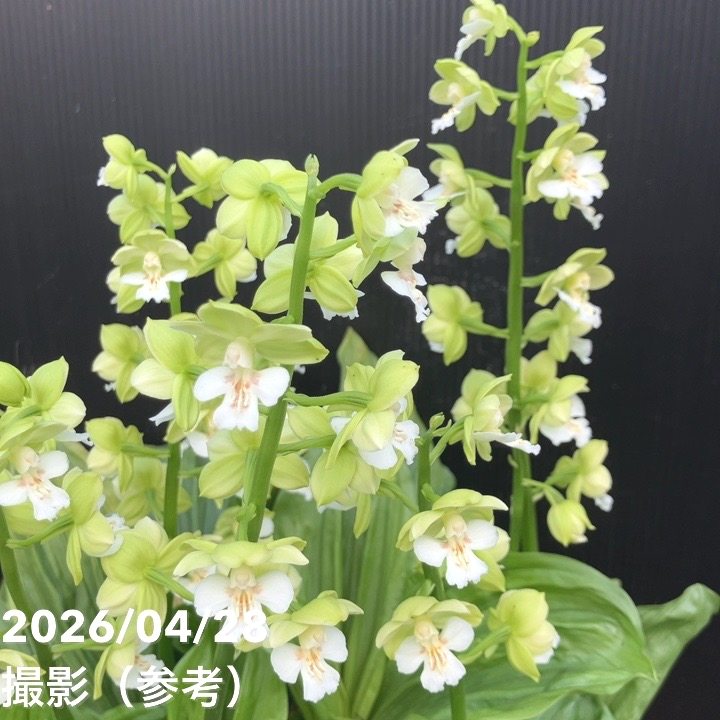 えびね名花銘品大全集 現品お届け】エビネ 9号（15）｜洋蘭04-PA | 草花,洋ラン | 赤塚植物園