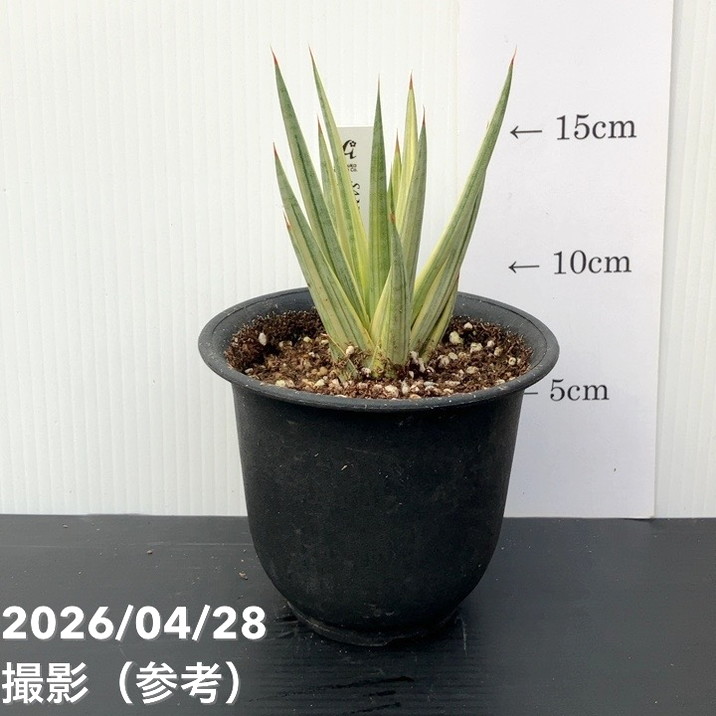観葉・多肉,サンセベリアの購入なら赤塚植物園オンライン 花の音｜花苗
