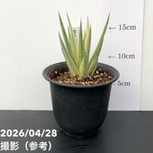 サンスベリア 3.5号 ファーンウッド（ミカド）生産鉢仕様｜観葉02-D2