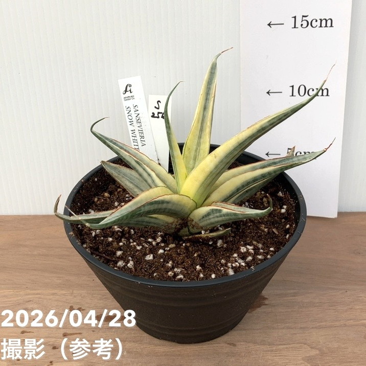 観葉・多肉,サンセベリアの購入なら赤塚植物園オンライン 花の音｜花苗
