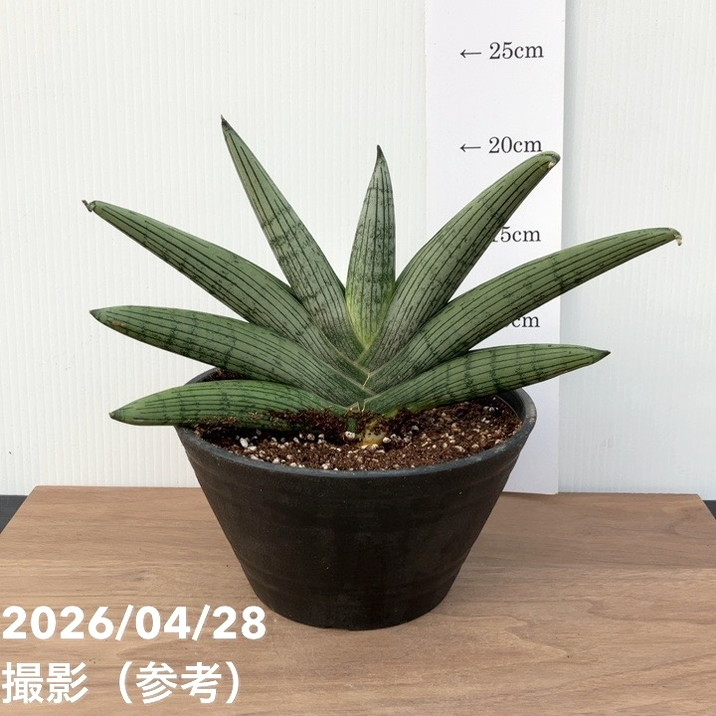 現品お届け】サンスベリア6号 ルーキー Lookieプラ鉢（S253）｜観葉02