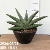 現品お届け】アガベ 5号 チタノタ 福建白鯨（A11）｜観葉01-D1 | 観葉