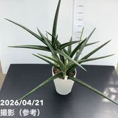 現品お届け】フィリカ プベッセンス ワフトフェザー 7号｜花木10-TU