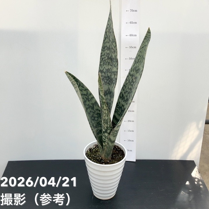 K*a様 サンスベリア　オブリティアナ　6号 サンスベリア 6号 アブリティアナ 陶器鉢｜観葉02-D2 | 観葉・多肉