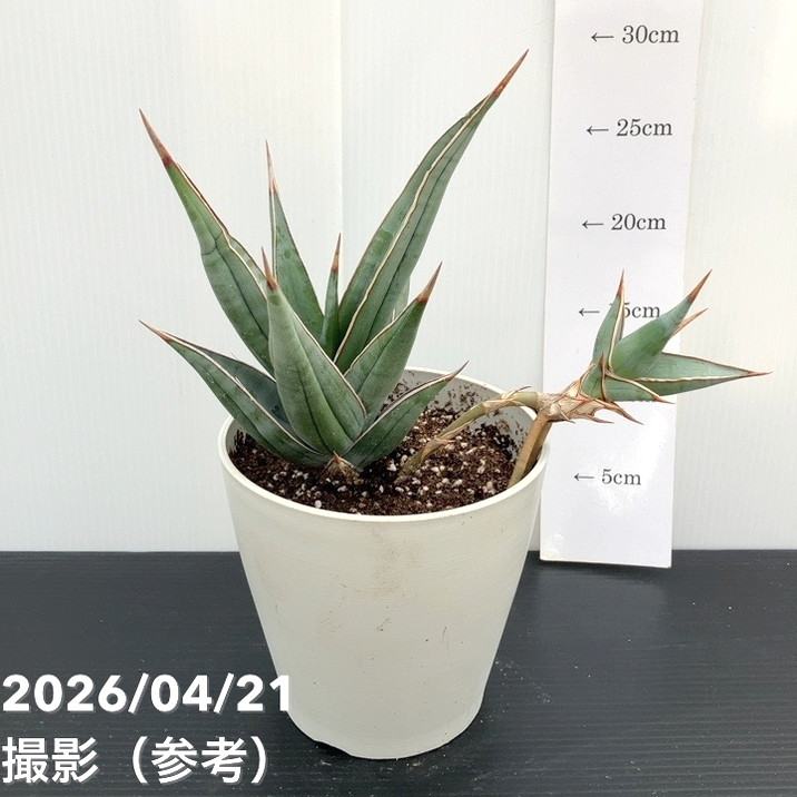 サンスベリア 5号 ピンギキュラ クランプ付き プラ鉢｜観葉02-D2