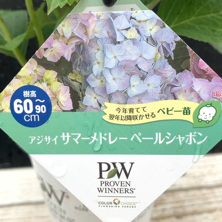 PW アジサイ サマーメドレー ペールシャボン 11cmロングポット｜花木04-PA