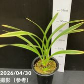 花芽2個＞キンリョウヘン 4号（千代田錦）｜ミツバチ蘭｜洋蘭10-TU