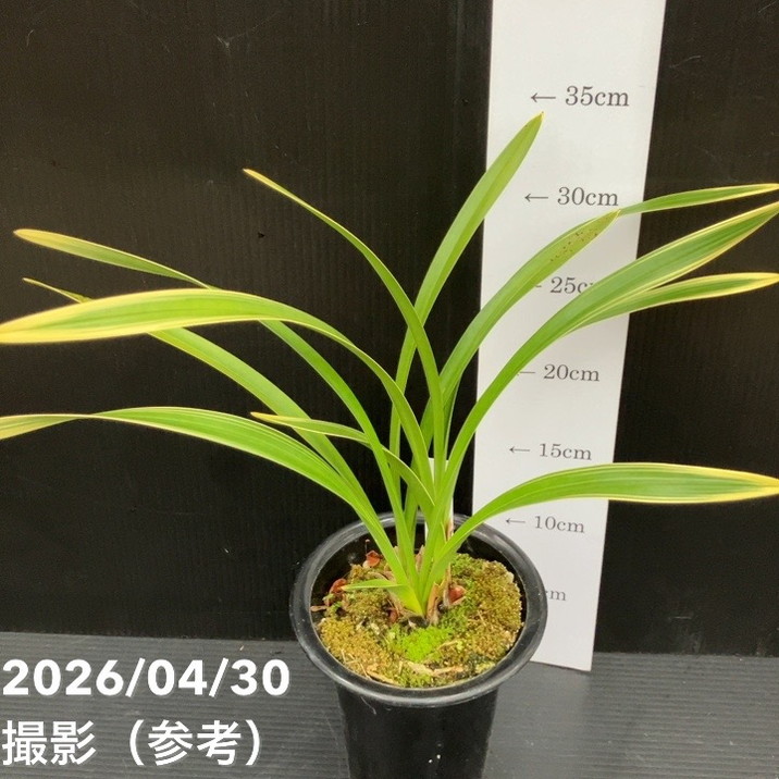 ＜開花終了株＞キンリョウヘン 4号（常盤錦）｜ミツバチ蘭｜洋蘭10-TU