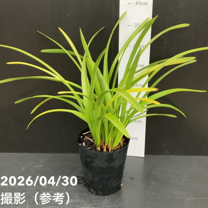□キーワードから探す,日本ミツバチ,ミツバチ蘭（キンリョウヘン