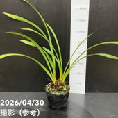 花芽7個以上＞キンリョウヘン 6号大株｜ミツバチ蘭｜洋蘭10-TU | 草花