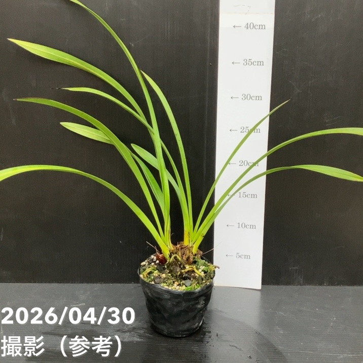 ＜開花終了株＞キンリョウヘン 3.5号（品種名なし）｜ミツバチ蘭｜洋蘭10-TU