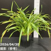 キンリョウヘン花/7芽 花芽7個以上＞キンリョウヘン 6号大株｜ミツバチ蘭｜洋蘭10-TU | 草花