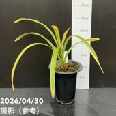 キンリョウヘン6号鉢　花芽10本 花芽4個＞キンリョウヘン 6号｜ミツバチ蘭｜洋蘭10-TU : 赤塚植物園
