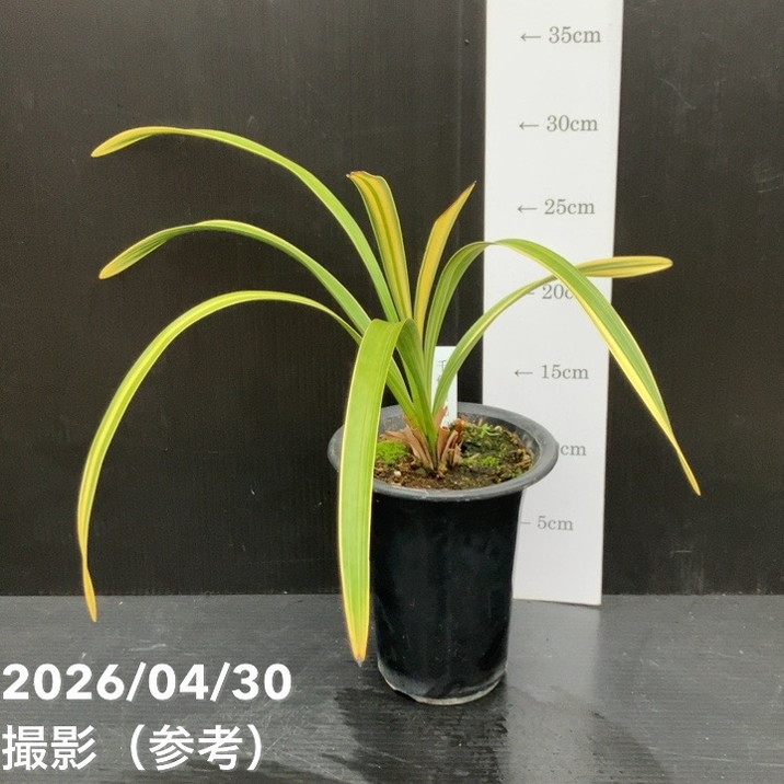 開花終了株＞キンリョウヘン 4号（千代田錦）｜ミツバチ蘭｜洋蘭10-TU