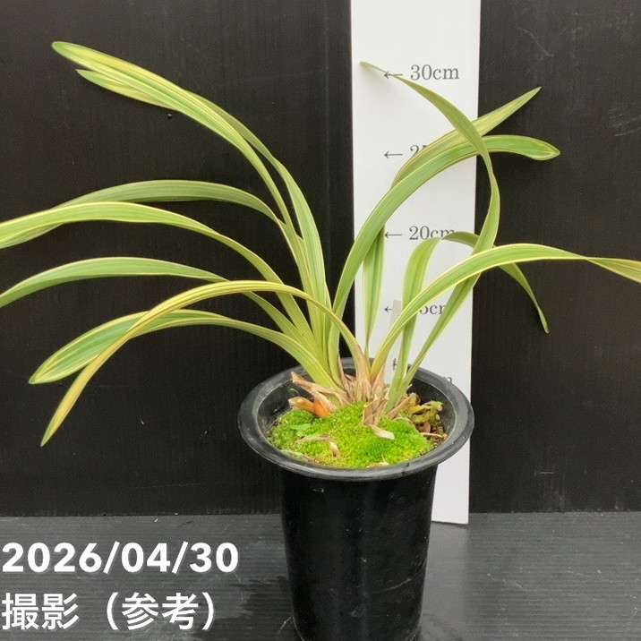 蘭　キンリョウヘン　蜜蜂誘引蘭 □キーワードから探す,日本ミツバチ,ミツバチ蘭（キンリョウヘン
