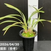 花芽7個以上＞キンリョウヘン 6号大株｜ミツバチ蘭｜洋蘭10-TU | 草花