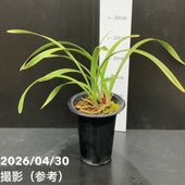 花芽2個付き＞キンリョウヘン 4号（日月 ジツゲツ）｜ミツバチ蘭｜洋蘭