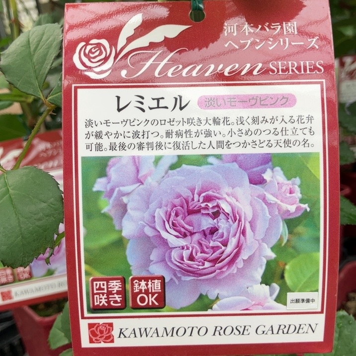 花木・庭木,バラ,河本バラ園の購入なら赤塚植物園オンライン 花の音