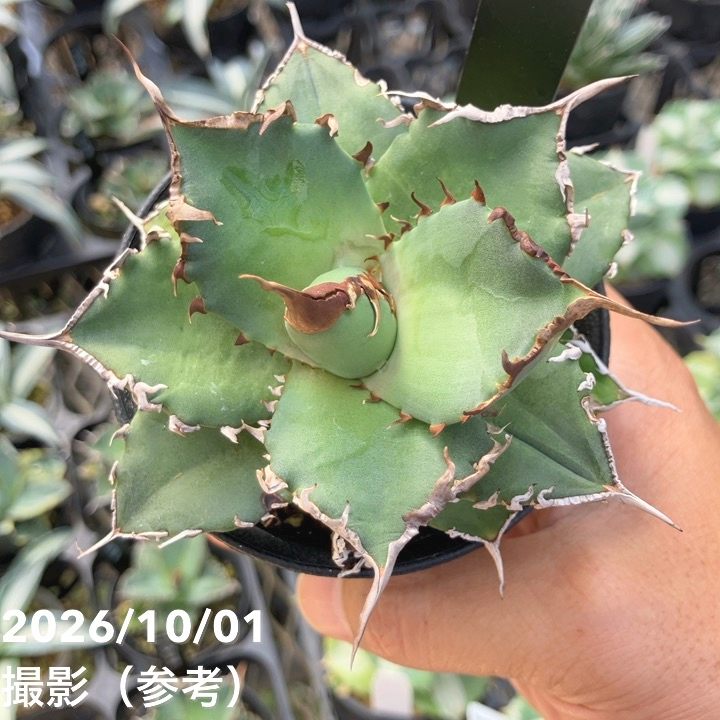 □キーワードから探す,ドライガーデンの購入なら赤塚植物園オンライン