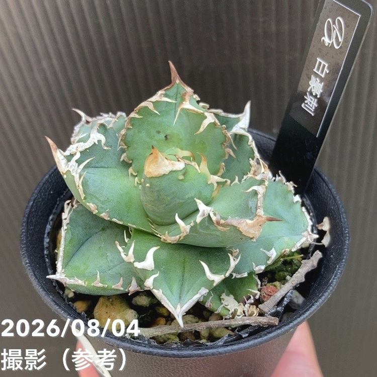 □キーワードから探す,ドライガーデンの購入なら赤塚植物園オンライン