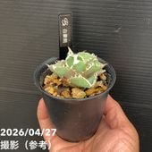 アガベ 3.5号 リトルシャーク Little Shark｜観葉01-D1 | 観葉・多肉