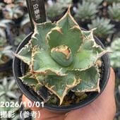アガベ 5号 アメリカーナ 華厳（けごん）｜観葉04-PA | 観葉・多肉