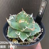 アガベ 3.5号 パリー トランカータ parryi truncata｜観葉01-D1 | 観葉