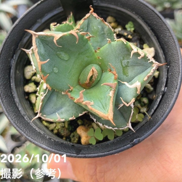 観葉・多肉,アガベの購入なら赤塚植物園オンライン 花の音｜花苗