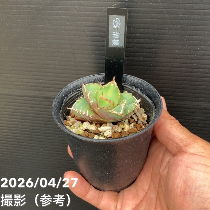 アガベ 2.5号 清櫻 セイオウ｜観葉10-TU | 観葉・多肉,アガベ | 赤塚