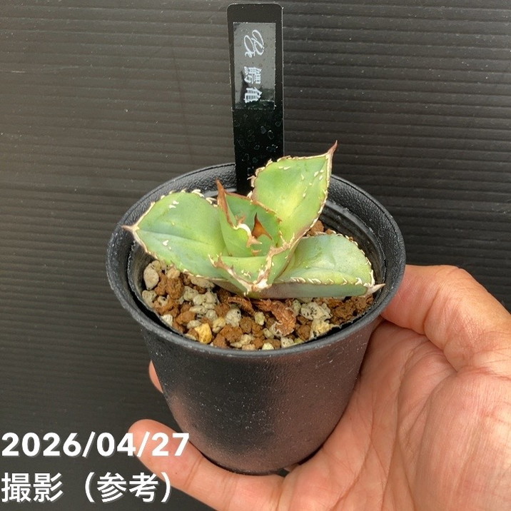 アガベ 2.5号 鰐亀 わにがめ｜観葉10-TU | 観葉・多肉,アガベ | 赤塚