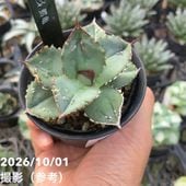 アガベ 2.5号 白犀牛 シロサイ White Rhino｜観葉10-TU | 観葉・多肉