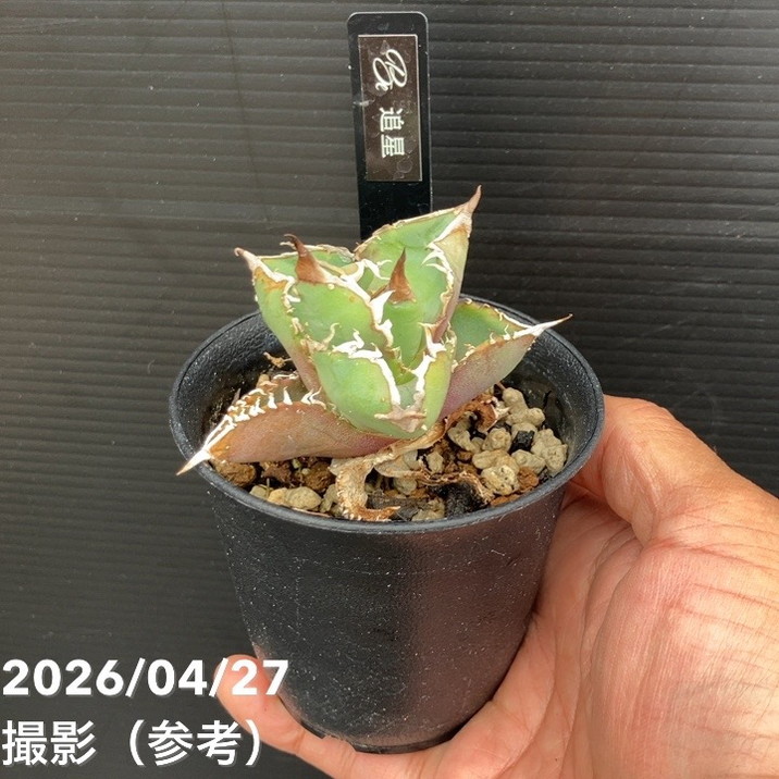 □キーワードから探す,ドライガーデンの購入なら赤塚植物園オンライン