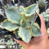 アガベ 3.5号 パリー トランカータ parryi truncata｜観葉01-D1 | 観葉