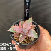 アガベ 2.5号 毒液 Venom｜観葉10-TU | 観葉・多肉,アガベ | 赤塚
