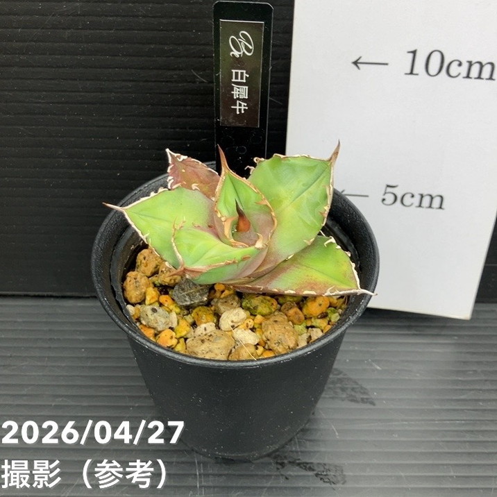 □キーワードから探す,ドライガーデンの購入なら赤塚植物園オンライン