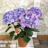 アジサイ ホットチボリマーブル ブルー 5号｜鉢花04-PA | 花木・庭木