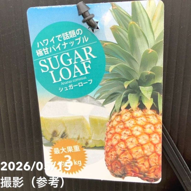 果樹,[南国フルーツ]の購入なら赤塚植物園オンライン 花の音｜花苗