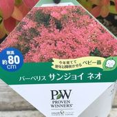PW スーパートレニア カタリーナ ピンクリバー 3.5号×3株セット PVP