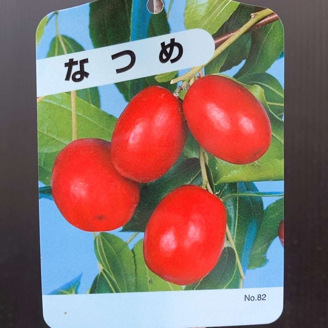 ナツメの苗木 赤い果実　1株 国華園オンラインショップ / ナツメ苗
