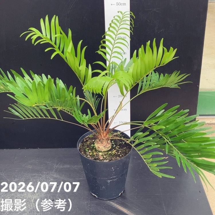 観葉・多肉,ソテツ類の購入なら赤塚植物園オンライン 花の音｜花苗
