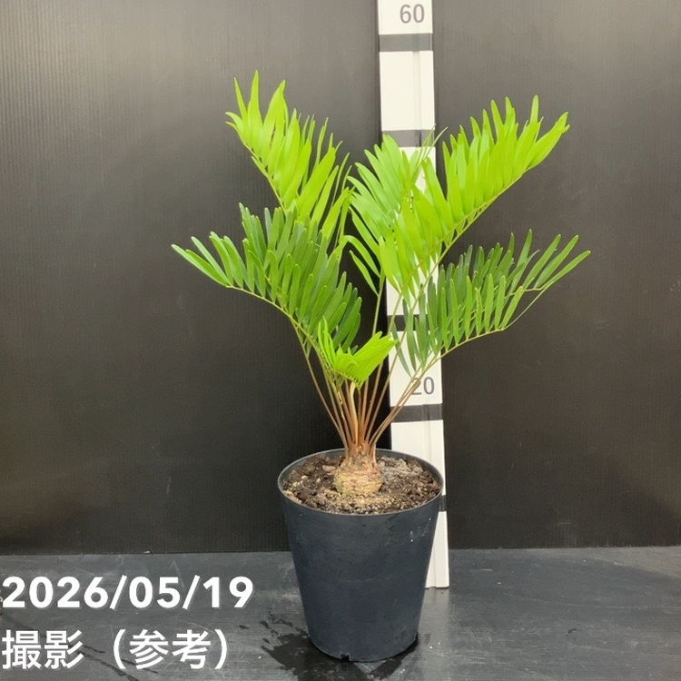 ザミア フロリダーナ（メキシコソテツ）6号 ｜観葉10-TU | 観葉・多肉